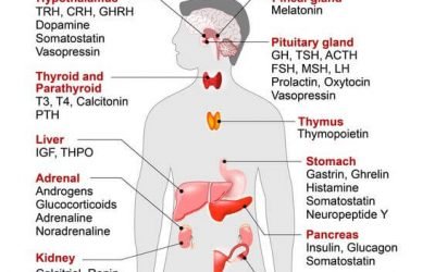 O que significa Endocrinologia?